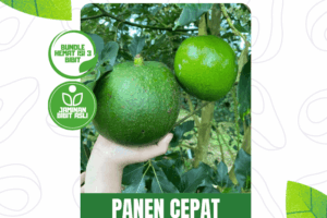MIX 2 Alpukat Jumbo Markus + 1 Alpukat Aligator DGV