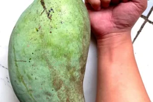 Bibit Isi 2 Mangga Mahatir – FB