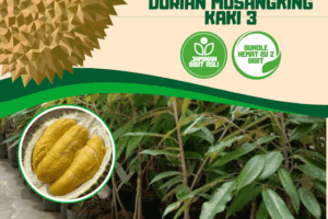 Isi 2 Bibit Durian Musangking kaki 3 – DGV