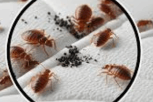 Sleepora #1 – GG