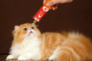 Moezza Snack Cat – Fb